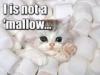 Kitty Mallow