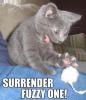 surrender!